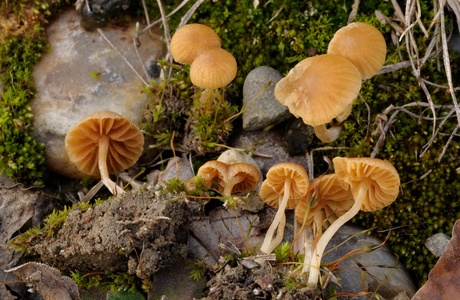 Entferntblättriger Moos-Häubling (Galerina clavata) - © Michaela und Gernot Friebes